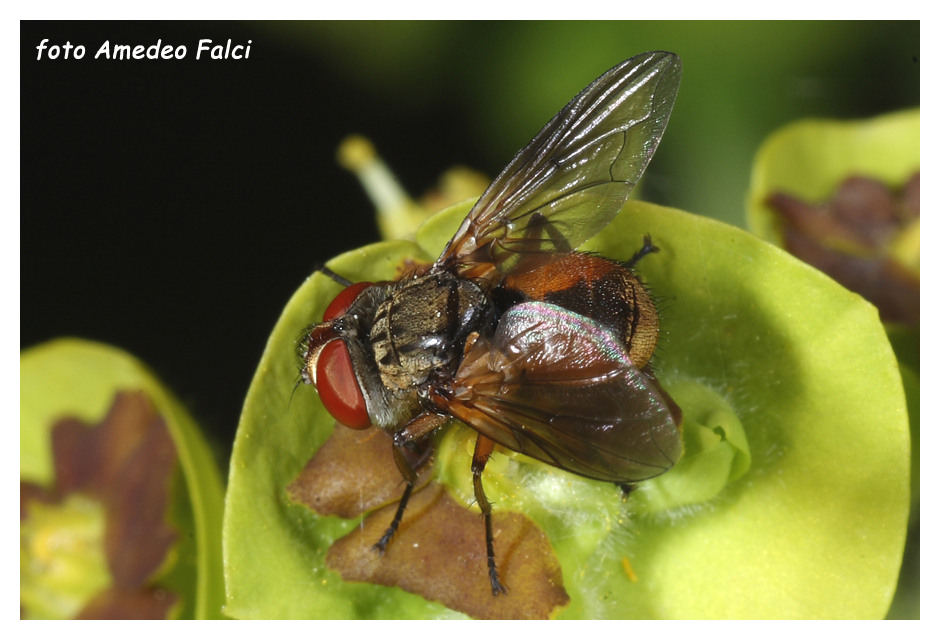 Tachinidae della Sicilia da determinare.